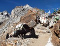 Caravan of yaks in Renjo La Pass near Mount Everest Royalty Free Stock Photo