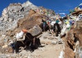 Caravan of yaks in Renjo La Pass near Mount Everest Royalty Free Stock Photo