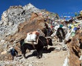 Caravan of yaks in Renjo La Pass near Mount Everest Royalty Free Stock Photo