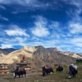 Caravan of yaks in Saldang village, Nepal