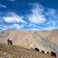 Caravan of yaks