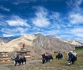 Caravan of yaks in Upper Dolpo, Nepal Himalaya Royalty Free Stock Photo