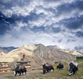 Caravan of yaks in Upper Dolpo, Nepal Himalaya