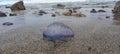 Caravella portoghese, pericolosa medusa velenosa Royalty Free Stock Photo