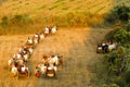 Carawan cow cart tour at Sea bagan pagodas , Myanmar