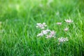 Caraway is a biennial plant