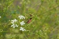 Caraway (Carum carvi)