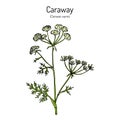 Caraway carum carvi , or meridian fennel, persian cumin, aromatic kitchen and medicinal herb