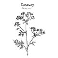 Caraway carum carvi , or meridian fennel, persian cumin, aromatic kitchen and medicinal herb