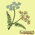 Caraway, meridian fennel, Persian cumin. Illustration of a plant