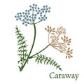 Caraway, meridian fennel, Persian cumin. Illustration of a plant