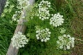 Caraway plant (Carum carvi) in full bloom on mountain trail. Royalty Free Stock Photo