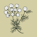 Caraway plant. Vector stock illustration eps10. hand drawing.