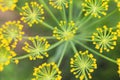 Caraway plant yellow