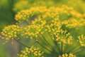 Caraway plant yellow