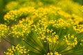Caraway plant yellow