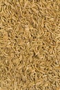 Caraway Seeds