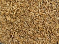 Caraway seeds background