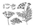 Caraway vector hand drawn illustration set. Isolated spice object