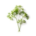 Caraway on white background