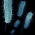 Carbapenem-Resistant Enterobacteriaceae (CRE) Swimming