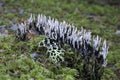 Carbon Antlers Xylaria hypoxylon