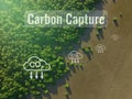 Carbon capture concept. Natural carbon sinks. Mangrove trees capture CO2 from the atmosphere. Aerial view of green mangrove forest