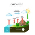 Carbon cycle