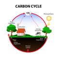 Carbon Cycle