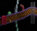Carbon nanotubes can be artificial pores within cell membranes. Royalty Free Stock Photo