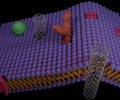 Carbon nanotubes can be artificial pores within cell membranes.