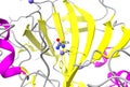 Active center of human carbonic anhydrase II with zinc ion and bound urea.