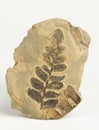 Carboniferous plants imprint. Royalty Free Stock Photo