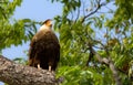 Hawk carcarÃÂ¡ perched on a tree looking for its next prey Royalty Free Stock Photo