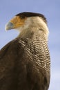 Carcara Eagle Royalty Free Stock Photo