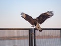 CarcarÃÂ¡(Caracara plancus) or (polyborus plancus) perched with wings open. Royalty Free Stock Photo