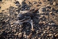 Carcass of a bird, a dead Grey heron on a rocky beach