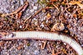 Carcass of dead snake Royalty Free Stock Photo