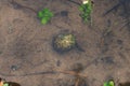 carcass of freshwater shell under water. the top of the shell is visible above the water. Royalty Free Stock Photo