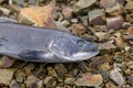 Close up of kokanee salmon carcass on the rocks Royalty Free Stock Photo