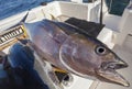 Carcass of large yellowfin tuna on board yacht after sea fishing