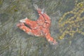 Carcass of orange sea star Royalty Free Stock Photo