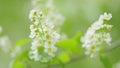 Carcass or strawberry and mayday tree. Flowering plant in the rose family rosaceae. Slow motion. Royalty Free Stock Photo