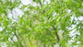 Carcass or strawberry and mayday tree. Flowering plant in the rose family rosaceae. Slow motion. Royalty Free Stock Photo