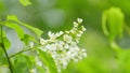 Carcass or strawberry and mayday tree. Flowering plant in the rose family rosaceae. Slow motion. Royalty Free Stock Photo