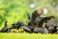 Carcass with vultures. Wildlife Panama. Ugly black bird Black Vulture, Coragyps atratus, sitting in the green vegetation, bird wit