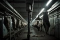 Carcasses of cattle hang on hooks in the shop of the meat processing plant