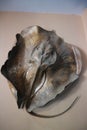 Carcasses that are part of the back of the fish Stingray Royalty Free Stock Photo