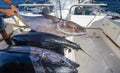 Carcasses of tuna caught on board the yacht after fishing