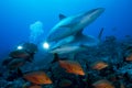 CARCHARHINUS ALBIMARGINATUS/SILVERTIP SHARK Royalty Free Stock Photo